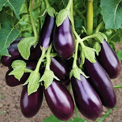 Aubergine Sorag